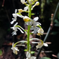 Calanthe triplicata (Willemet) Ames